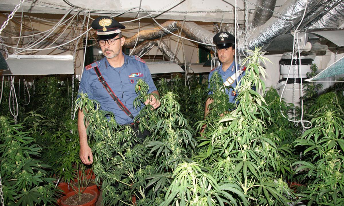 luigi-sartor-arrestato-casolare-marijuana